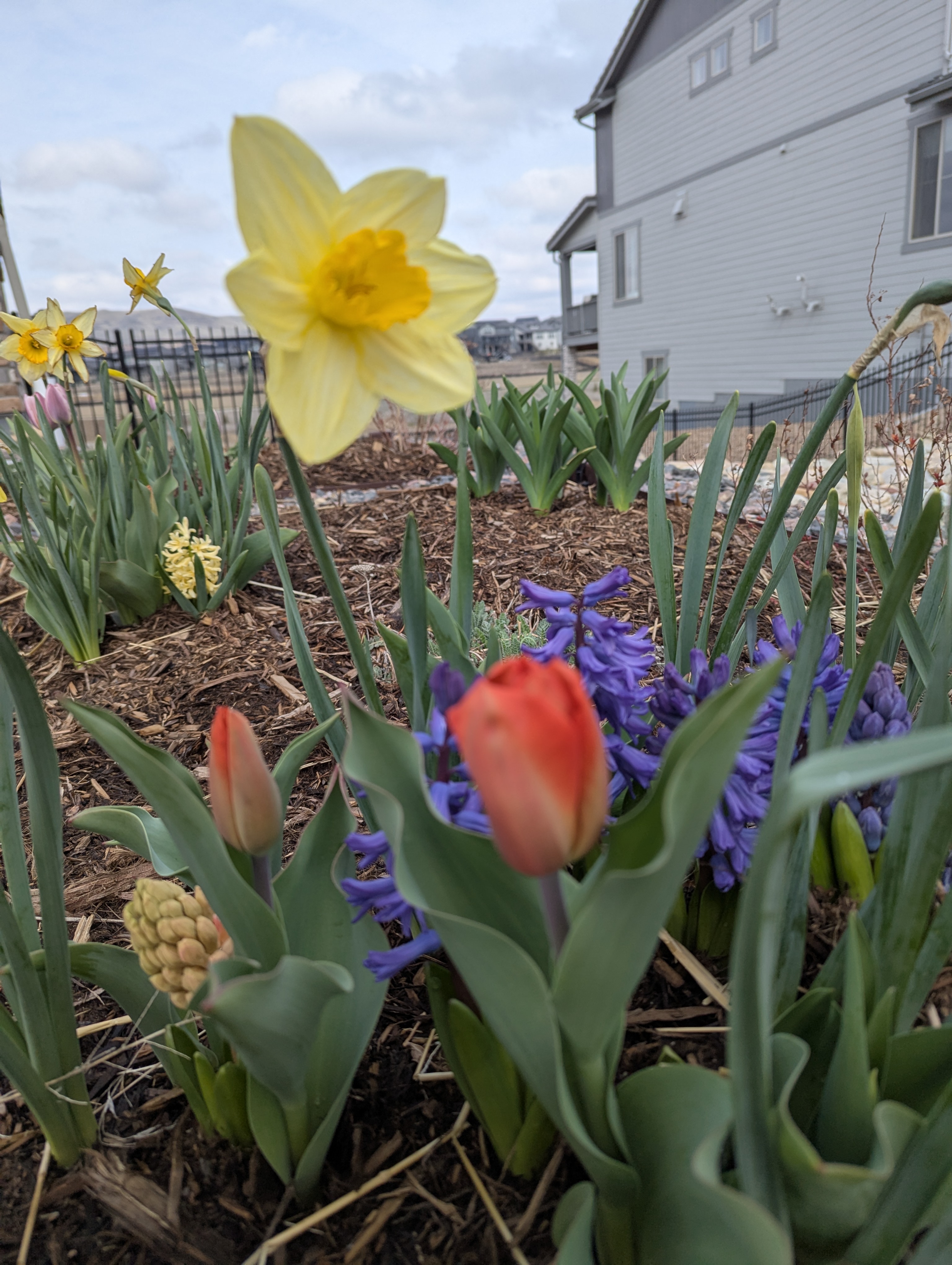 Daffodils, Hyacinth, Tulips, Morrison, Colorado